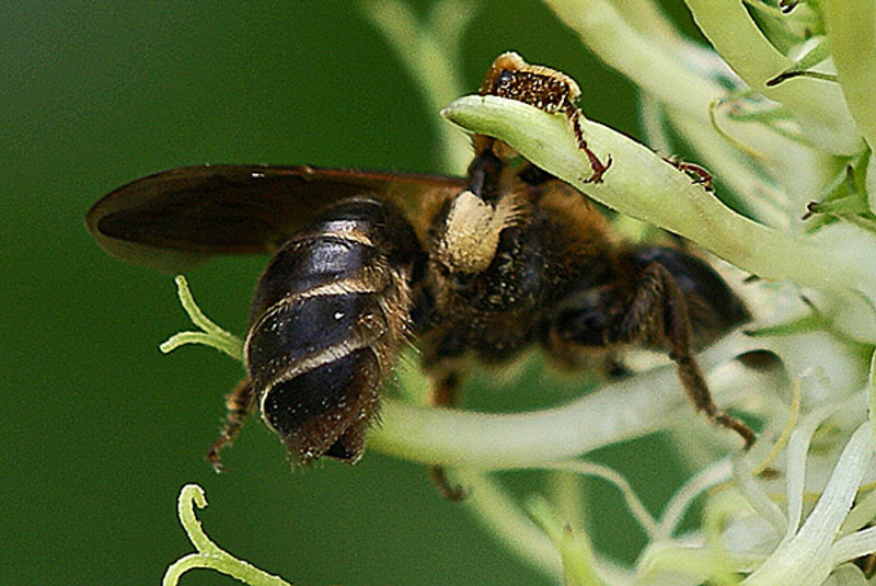 Bees : (Andrenidae) Andrena curvungula