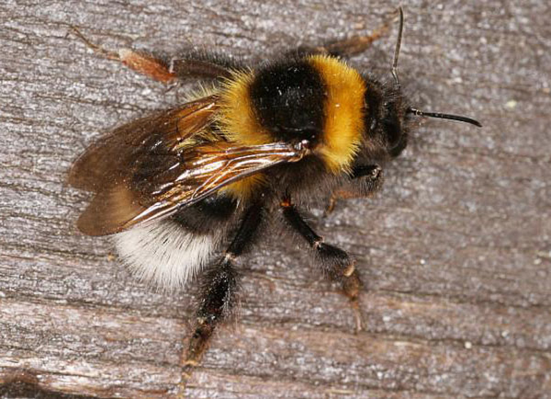 Bees : (Apidae) Bombus hortorum