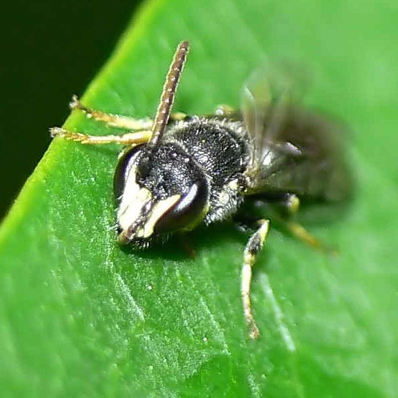 Bees : (Colletidae) Hylaeus hyalinatus
