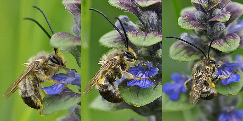 Bees : (Apidae) Eucera nigrescens