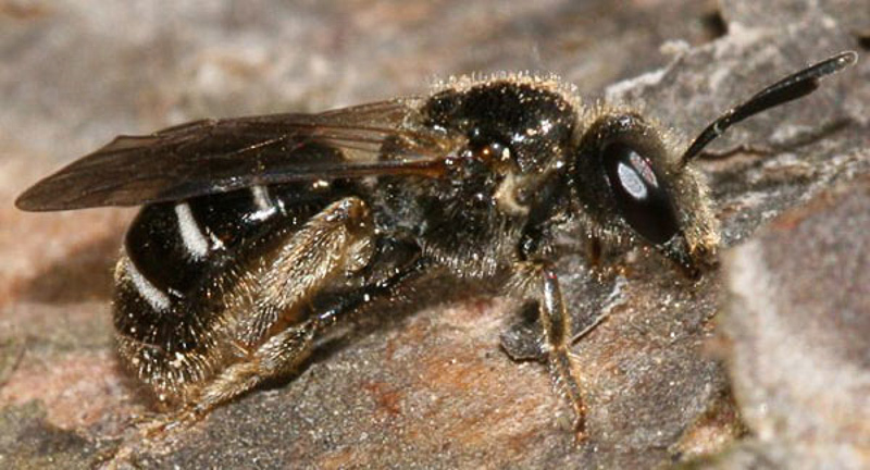 Bees : (Halictidae) Lasioglossum quadrinotatulum