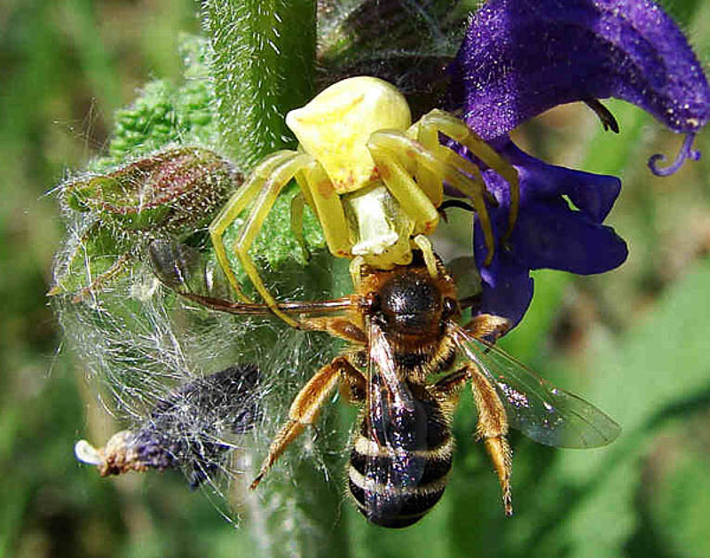 Bees : (Halictidae) Lasioglossum xanthopus