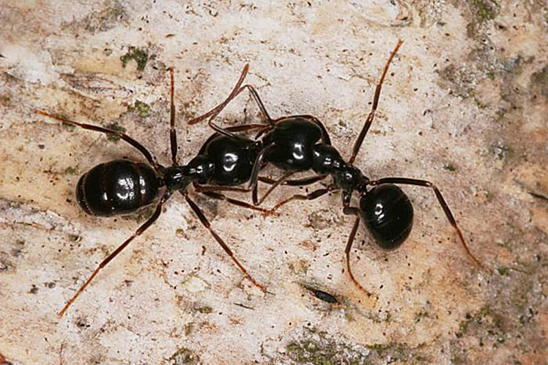 Ants : (Formicidae) Lasius fuliginosus