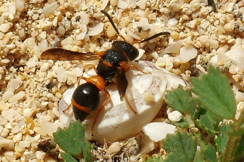 Aculeate Wasps : (Vespidae) Leptochilus fortunatus
