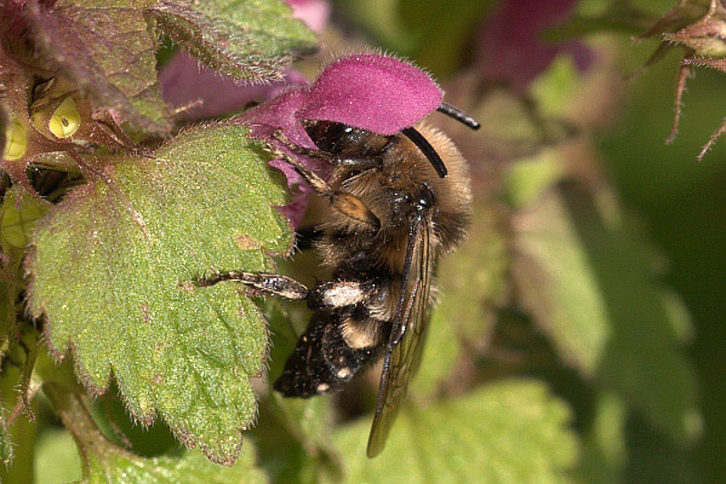 Bees : (Apidae) Melecta albifrons