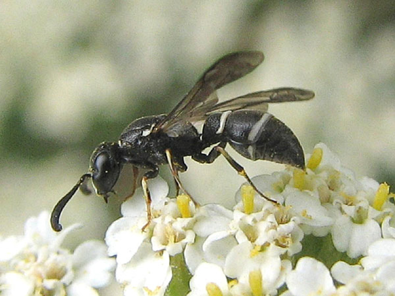 Aculeate Wasps : (Vespidae) Microdynerus exilis