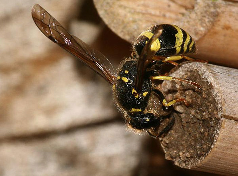 Aculeate Wasps : (Vespidae) Ancistrocerus nigricornis