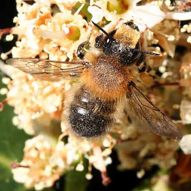 Bees : (Megachilidae) Megachile nigriventris