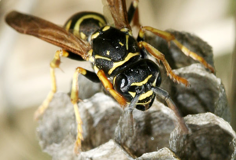 Aculeate Wasps : (Vespidae) Polistes nimpha