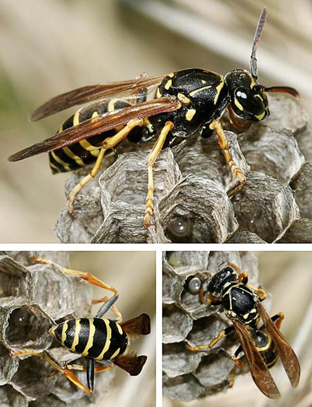 Aculeate Wasps : (Vespidae) Polistes nimpha