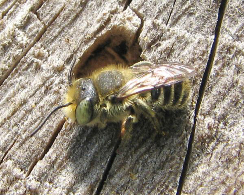 Bees : (Megachilidae) Megachile rotundata