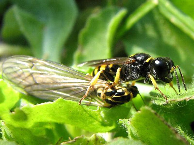 Aculeate Wasps : (Crabronidae) Ectemnius lapidarius