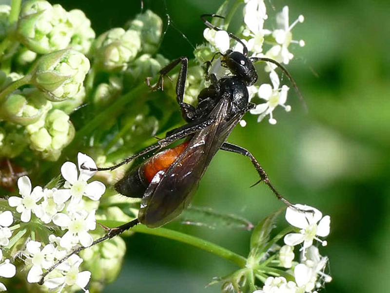 Aculeate Wasps : (Pompilidae) Priocnemis perturbator