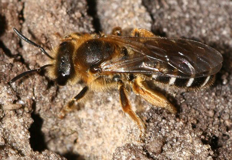 Bees : (Apidae) Halictus rubicundus