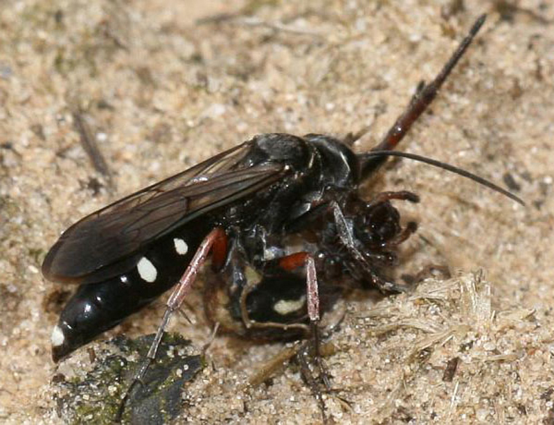 Aculeate Wasps : (Pompilidae) Episyron rufipes