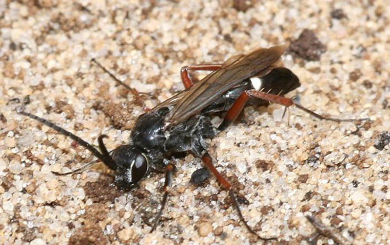 Aculeate Wasps : (Pompilidae) Episyron rufipes