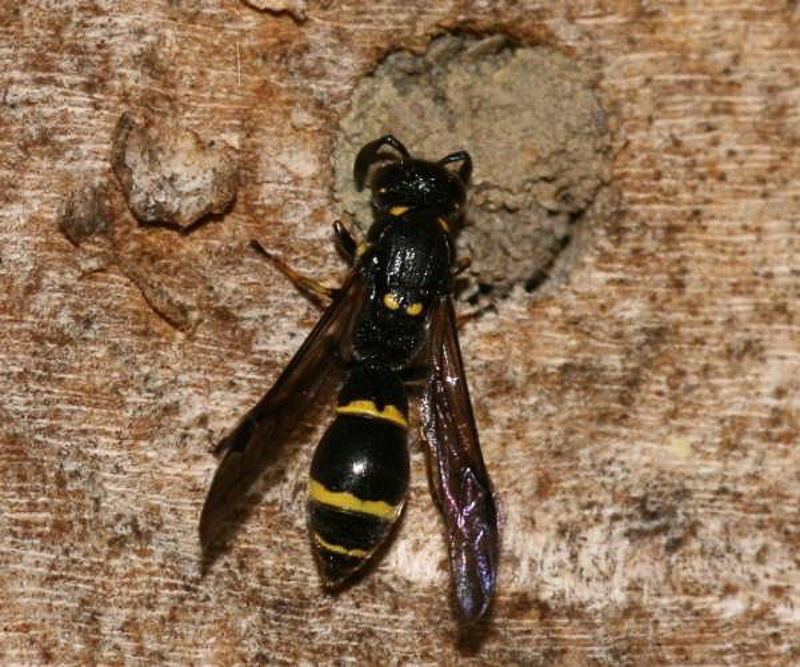 Aculeate Wasps : (Vespidae) Symmorphus bifasciatus