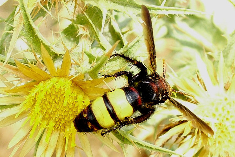 Aculeate Wasps : (Scoliidae) Scolia galbula
