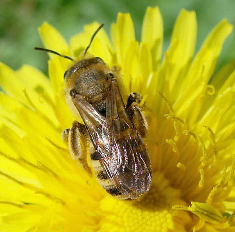 Bees : (Apidae) Halictus tumulorum