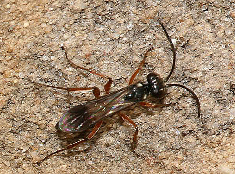 Aculeate Wasps : (Pompilidae) Agenioideus cinctellus