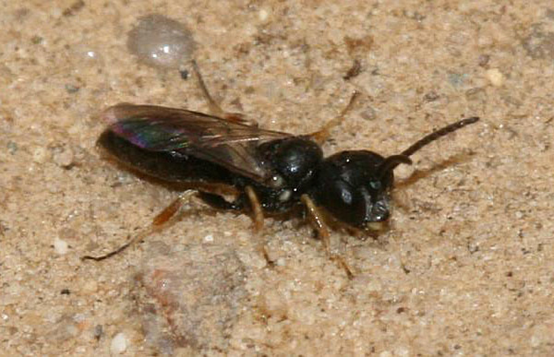 Aculeate Wasps : (Crabronidae) Diodontus minutus