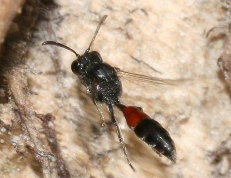 Aculeate Wasps : (Crabronidae) Mimesa lutaria