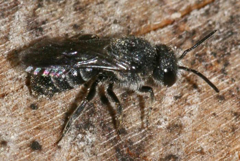 Bees : (Megachilidae) Stelis breviuscula