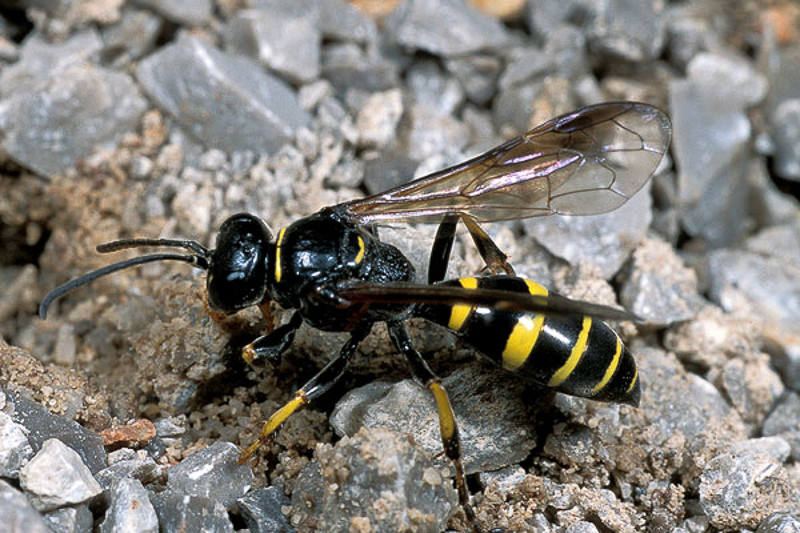 Aculeate Wasps : (Crabronidae) Gorytes planifrons