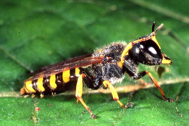 Aculeate Wasps : (Crabronidae) Ectemnius cavifrons