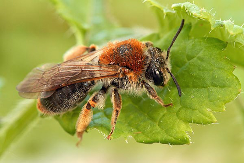 Bees : (Andrenidae) Andrena haemorrhoa