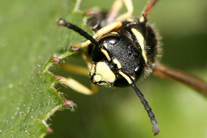 Aculeate Wasps : (Vespidae) Gymnomerus laevipes