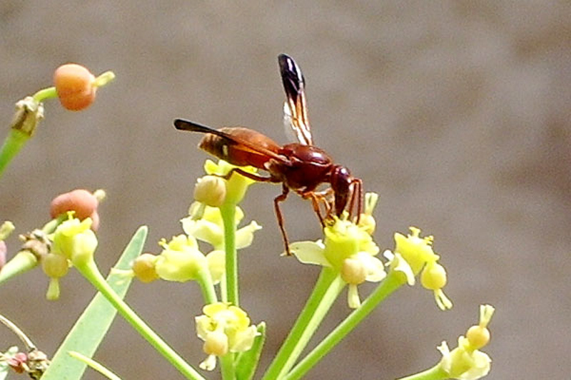 Aculeate Wasps : (Vespidae) Rhynchium oculatum