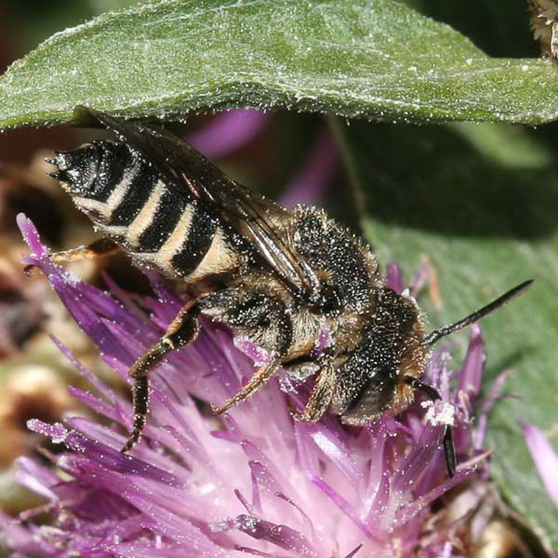 Bees : (Megachilidae) Coelioxys aurolimbata