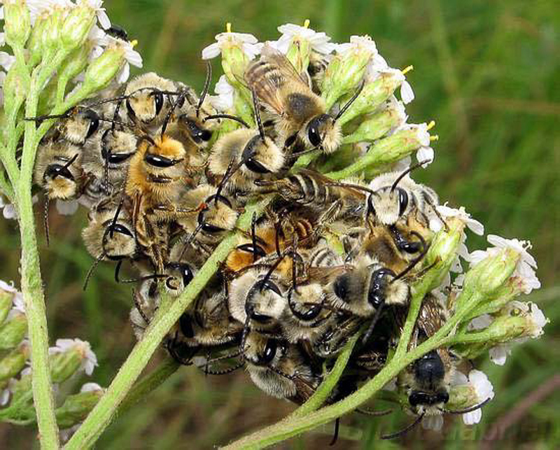 Bees : (Melittidae) Melitta leporina