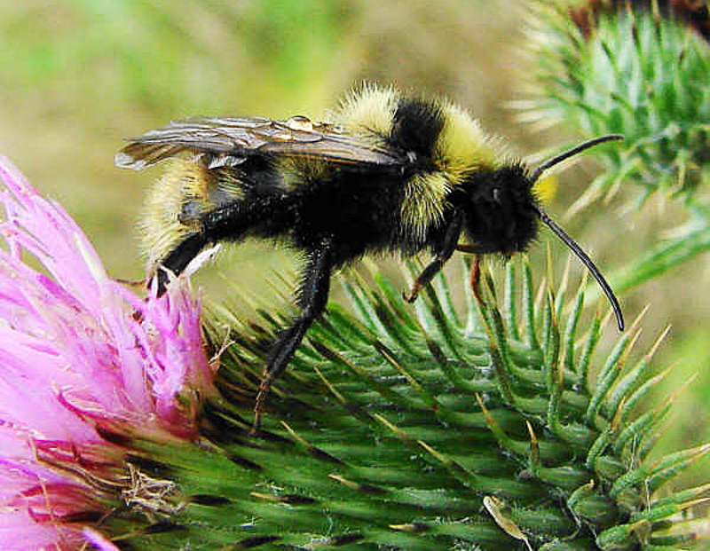 Bees : (Apidae) Bombus campestris