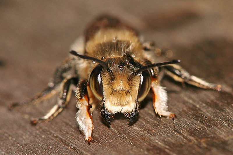 Bees : (Megachilidae) Megachile willughbiella
