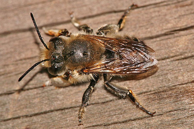 Bees : (Megachilidae) Megachile willughbiella