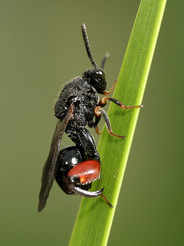 Chalcid wasps : (Chalcididae) Chalcis sispes