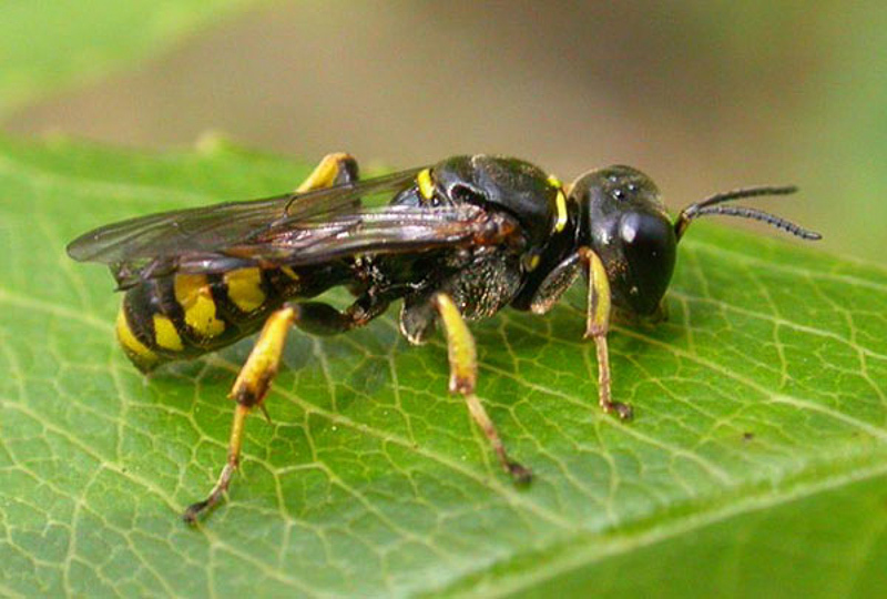 Aculeate Wasps : (Crabronidae) Crossocerus quadrimaculatus