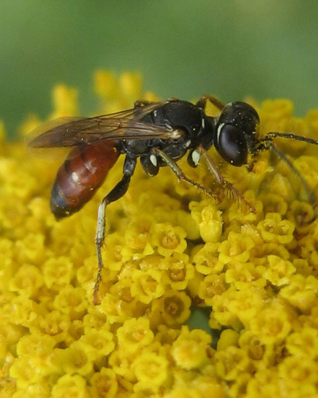 Aculeate Wasps : (Crabronidae) Dinetus pictus