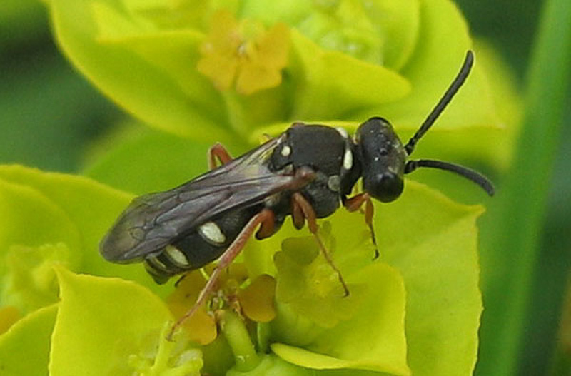 Aculeate Wasps : (Crabronidae) Nysson interruptus