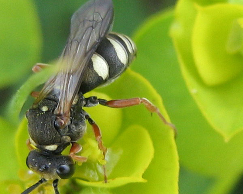 Aculeate Wasps : (Crabronidae) Nysson interruptus