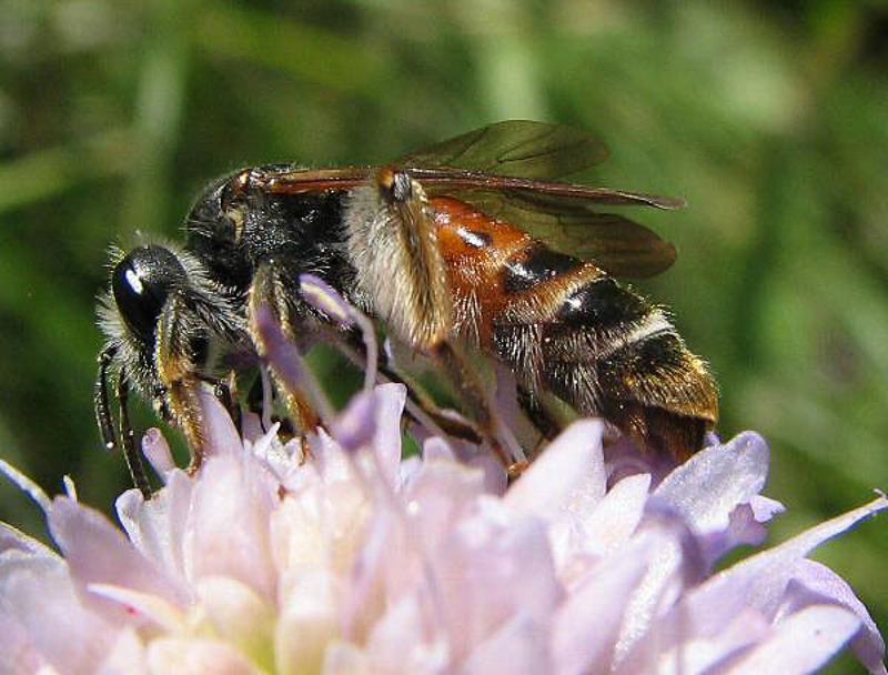 Bees : (Andrenidae) Andrena hattorfiana