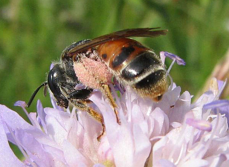 Bees : (Andrenidae) Andrena hattorfiana
