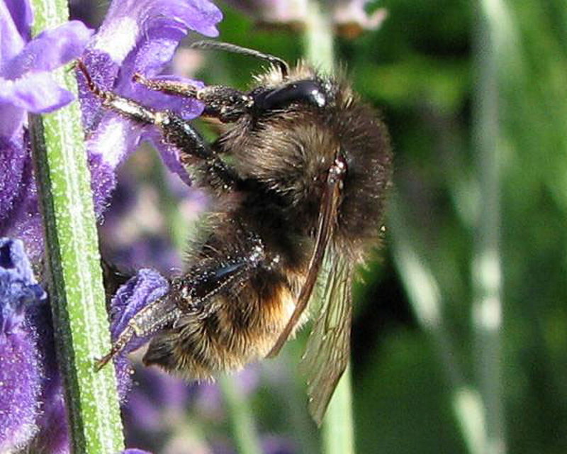 Bees : (Apidae) Bombus humilis