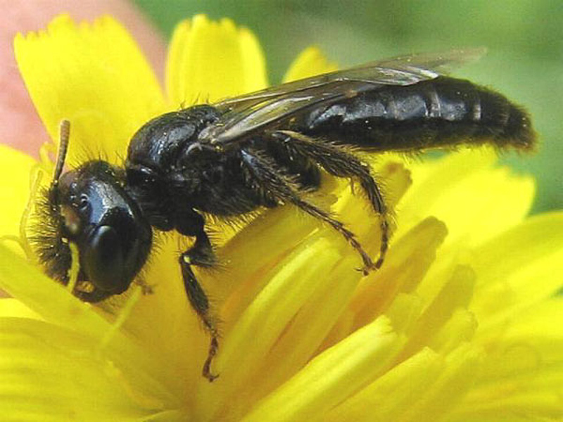 Bees : (Andrenidae) Panurgus calcaratus