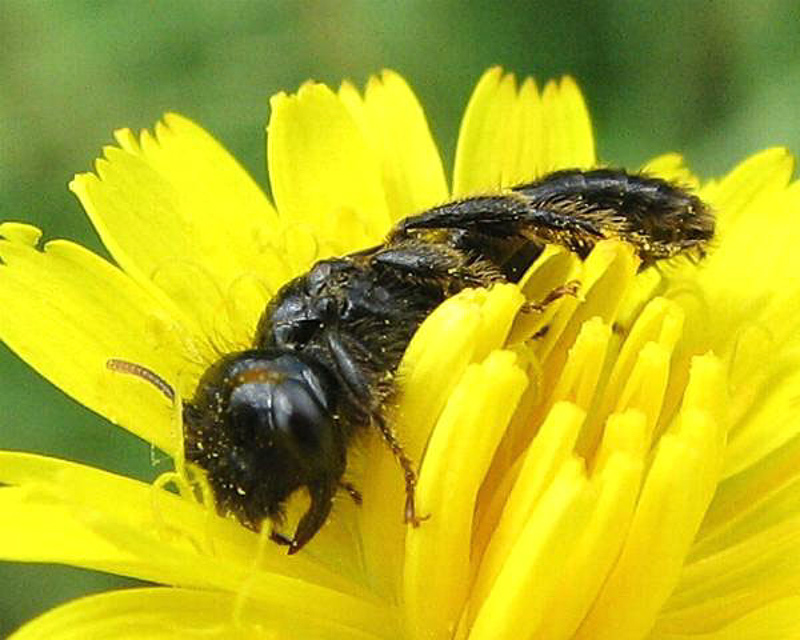 Bees : (Andrenidae) Panurgus calcaratus