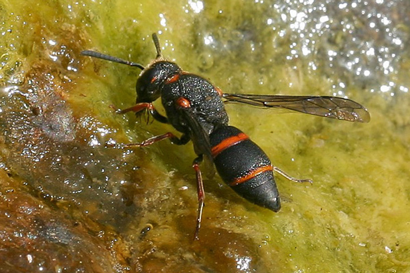Aculeate Wasps : (Vespidae) Euodynerus reflexus