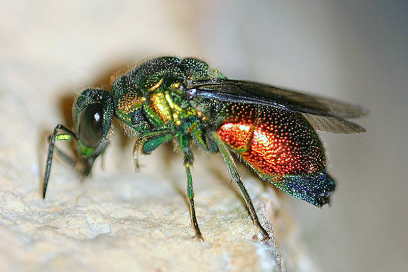 Aculeate Wasps : (Chrysididae) Stilbum cyanurum