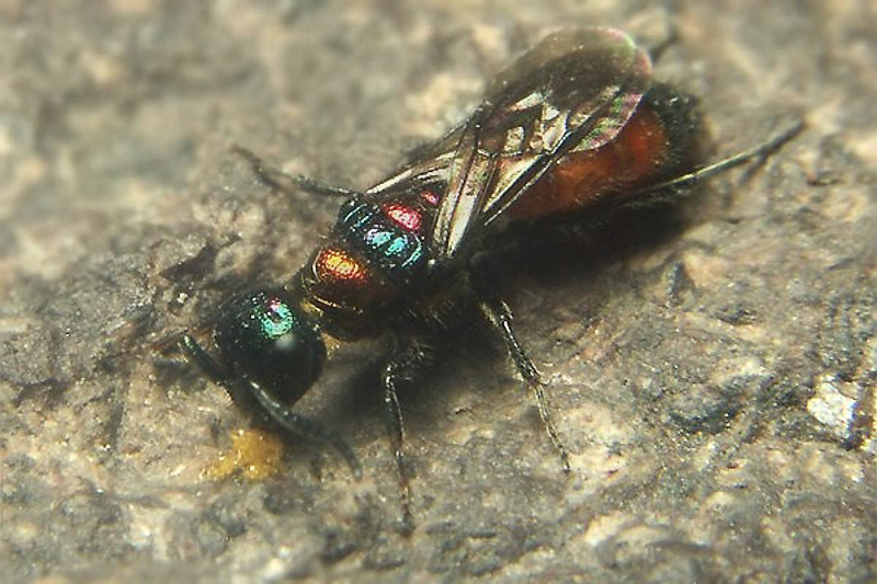 Aculeate Wasps : (Chrysididae) Cleptes splendidus